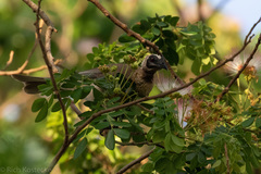 Philemon argenticeps