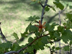 Ribes pinetorum