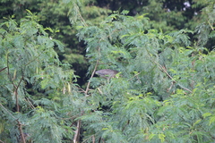 Nycticorax nycticorax nycticorax