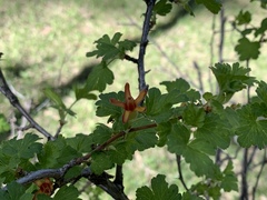 Ribes pinetorum