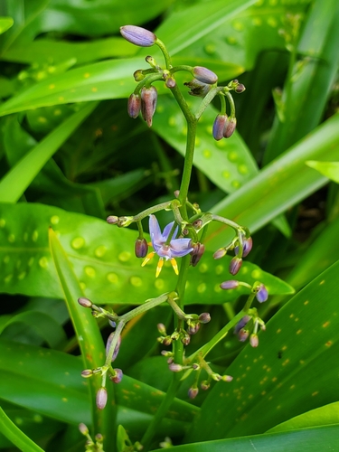 Dianella sandwicensis observed 2019-08-07