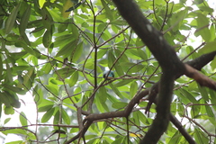 Ptilinopus melanospilus