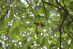 Ptilinopus melanospilus