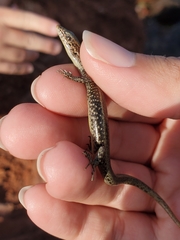 Cryptoblepharus poecilopleurus