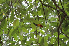 Ptilinopus melanospilus