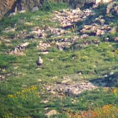 Tetraogallus himalayensis