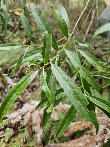 Image of Melicytus lanceolatus by (c) Angus Campbell, some rights reserved (CC BY)
