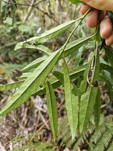 Image of Melicytus lanceolatus by (c) Angus Campbell, some rights reserved (CC BY)
