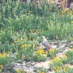 Tetraogallus himalayensis