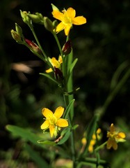 Hypericum canadense