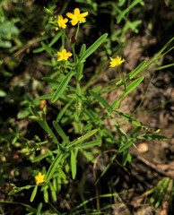 Hypericum canadense