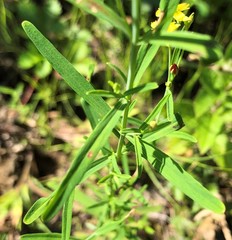 Hypericum canadense