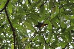 Ptilinopus melanospilus