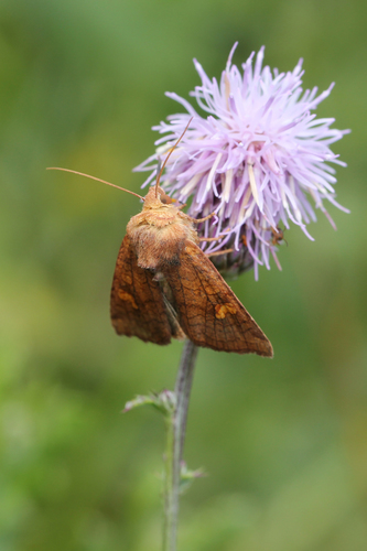 Eastern American Ear Moths photo 4