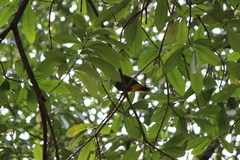 Ptilinopus melanospilus