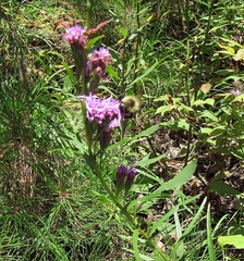 Liatris helleri