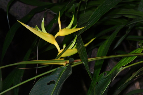 Image of Heliconia clinophila by (c) Tom Kennedy, some rights reserved (CC BY)