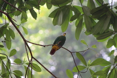 Ptilinopus melanospilus