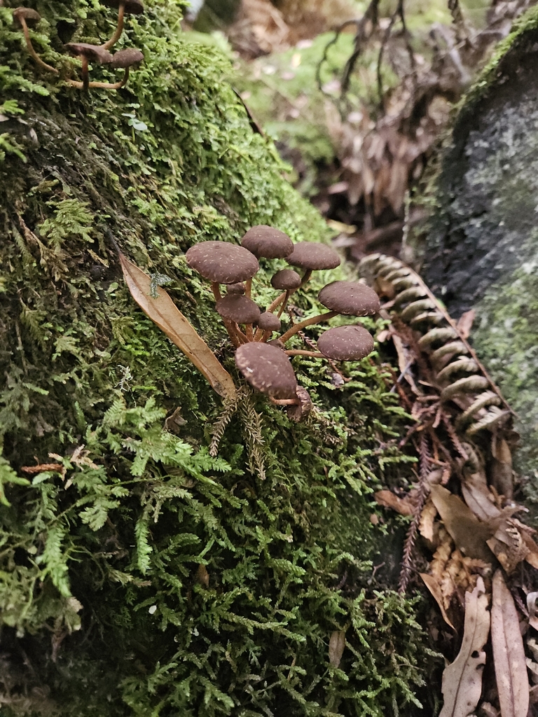Hypholoma brunneum · March 2025 · photo: © acnestis (iNaturalist, cc-by-nc)