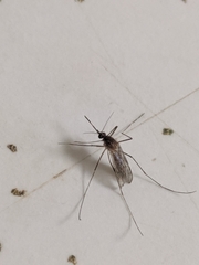 Culex tarsalis