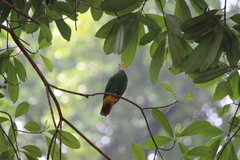 Ptilinopus melanospilus