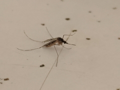 Culex tarsalis