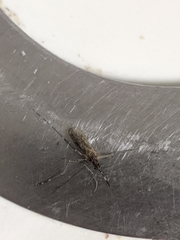 Culex tarsalis
