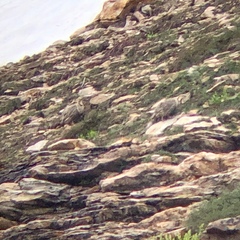 Tetraogallus himalayensis
