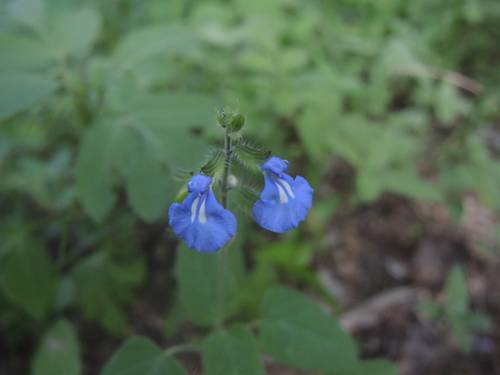 Tehuacan Sage (Salvia tehuacana)