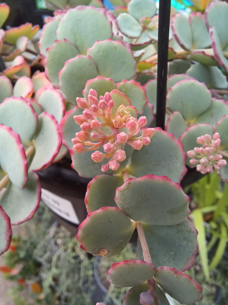 Sedum sieboldii Sweet ex Hook.