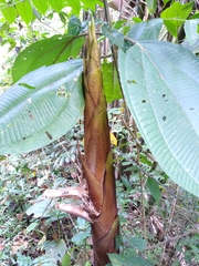Guadua angustifolia