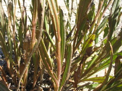Senecio dunedinensis
