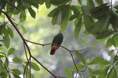 Ptilinopus melanospilus