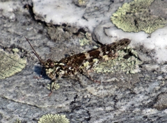 Trimerotropis saxatilis