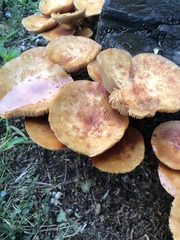 Gymnopilus