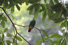 Ptilinopus melanospilus