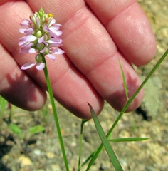 Polygala curtissii