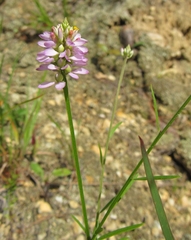 Polygala curtissii