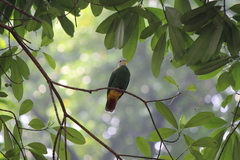 Ptilinopus melanospilus
