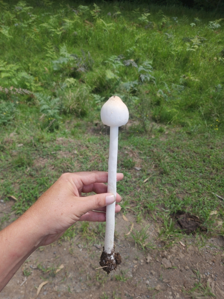 Macrolepiota dolichaula · February 2025 · photo: © rotceh_dnih (iNaturalist, cc-by)
