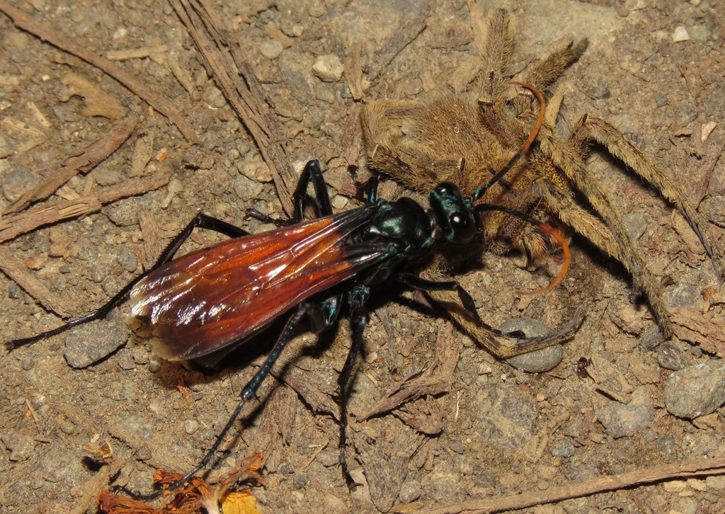 Hemipepsis toussainti