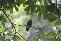 Ptilinopus melanospilus