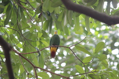 Ptilinopus melanospilus