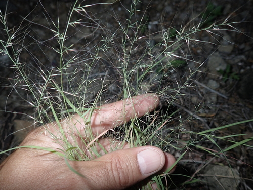 Muhlenbergia microsperma observed 2025-03-06