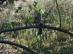 Glaucidium perlatum