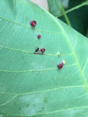 Caryomyia flaticrustum