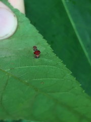 Caryomyia flaticrustum