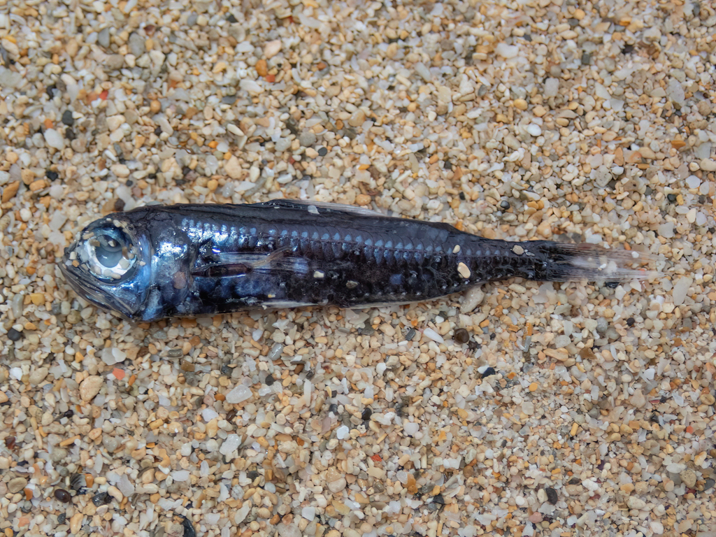 Bermuda Lantern Fish