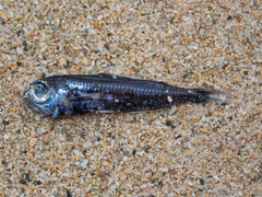 Bermuda Lantern Fish photo 1