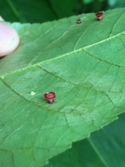 Caryomyia flaticrustum